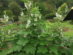 -广西壮族自治区药用植物园