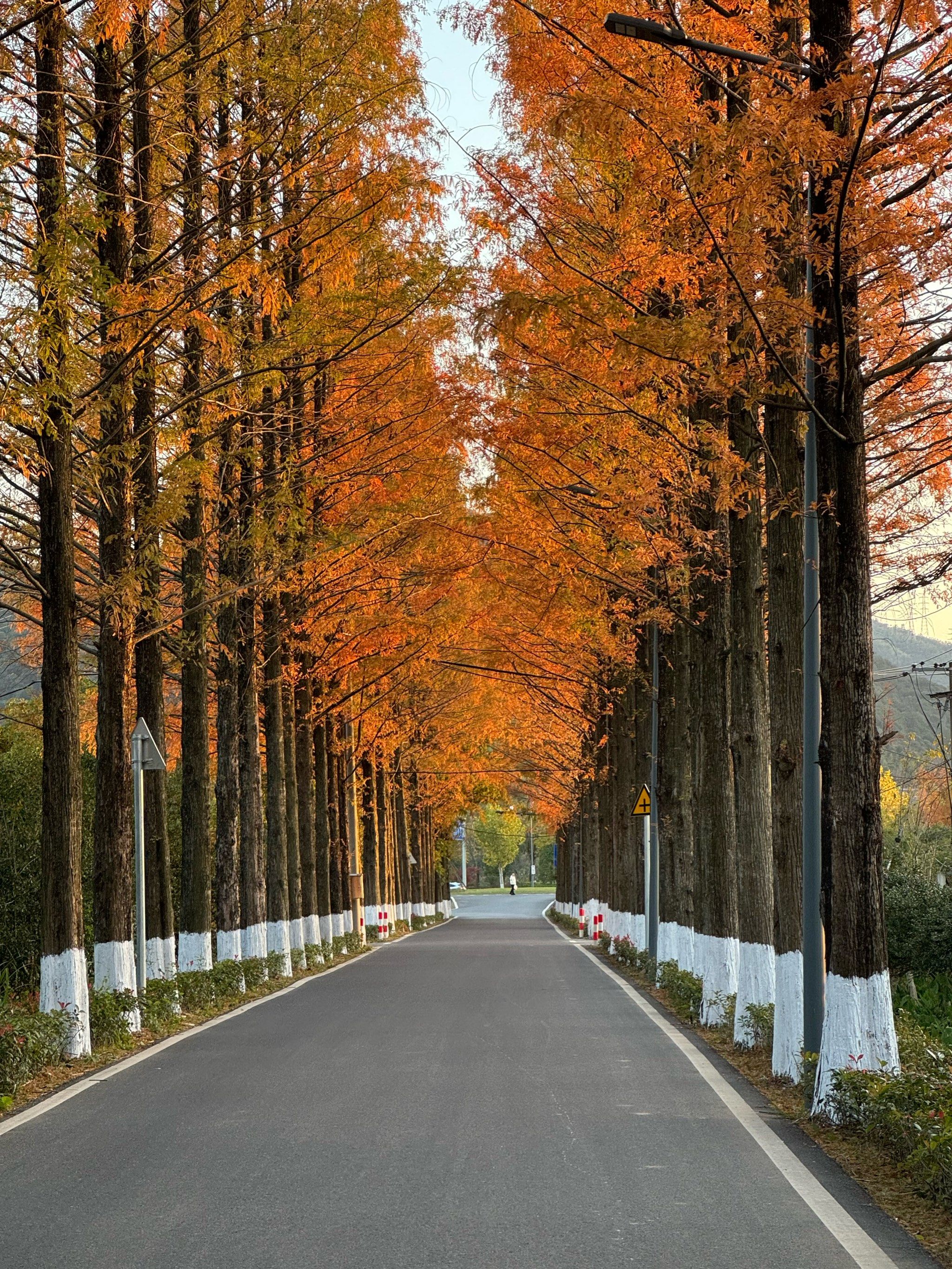 门口的水杉很美!路很长两车可以交会
