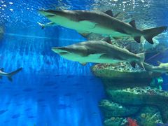 -三亚海昌梦幻海洋不夜城