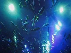 -成都浩海立方海洋公园