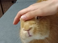 -咱家王新国把子肉(县东巷店)