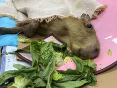 -嘉馨宠物医院·CT影像转诊·心脏科·犬猫全科诊疗中心(下沙大学城院区)