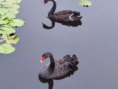 -微山湖红荷湿地景区