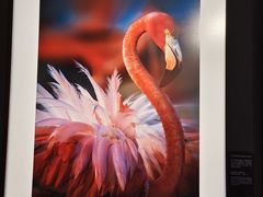 -罗红摄影艺术馆