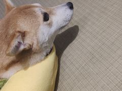 -逗柴咖啡屋·狗咖猫咖宠物桌游