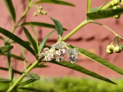 -广州神农草堂中医药博物馆