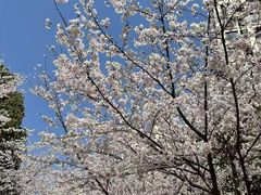 -高东镇樱花园