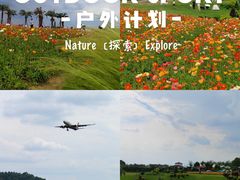 -空港花田景区