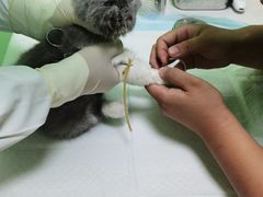 -圣宠动物医院·犬猫专科·影像中心·外科中心