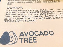 -油梨树 AVOCADO TREE(亮马桥店)