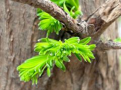 -白水寺森林公园