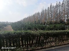 -上海长兴岛郊野公园