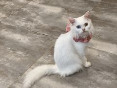 -楼上猫咖(罗湖店)