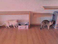 -猫腻·猫咖·撸猫馆(星光大道店)