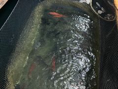 -蓝湾碧波·老字号·疍家非遗海上餐厅