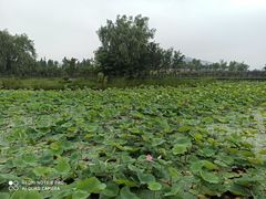 -羊亭河湿地公园