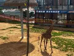 -西霞口神雕山野生动物世界