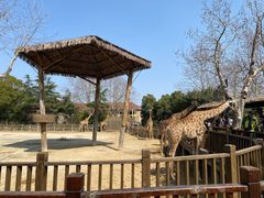-上海野生动物园