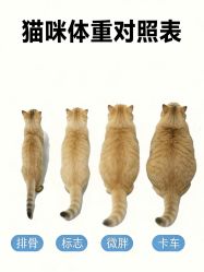 点击看大图 -神奇动物撸宠馆·羊驼·小浣熊·异宠(豫园店)
