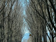 -野鸭湖国家湿地公园