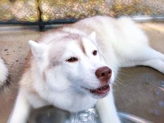 -TrueLove @ Neverland (Husky Cafe)