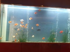 -阳澄湖费尔蒙酒店颐丰阁中餐厅(马鞍山西路店)