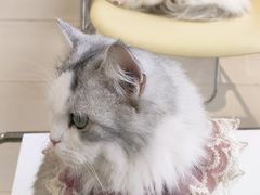 -怪兽屋·羊驼·猫咖·狗咖(俊华广场店)