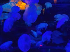 -太平洋海底世界