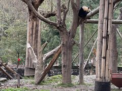 -都江堰中华大熊猫苑