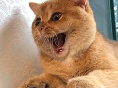 -东方名猫馆·英短金渐层布偶猫舍(环线广场1号楼店)