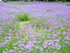 -上海滨江森林公园