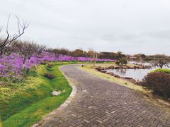 -上海海湾国家森林公园