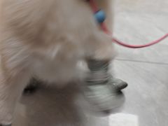 -瑞派雷欧宠物医院·24h夜诊·心脏骨科牙科·全科重症转诊中心(无影山店)