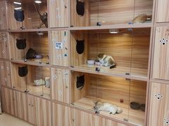 -猫十亿·布偶金渐层·曼基康矮脚猫舍(青年路店)