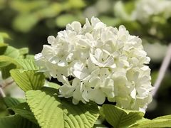-洛阳市隋唐城遗址植物园