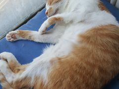 -猫咖时代(中山亭店)