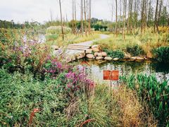 -白鹭湾湿地公园