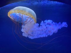 -珠海长隆海洋王国