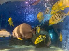 -太平洋海底世界