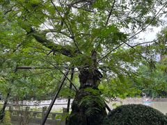 -汇龙潭