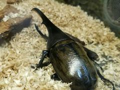-上海大自然野生昆虫馆(东方明珠·爬宠昆虫探索中心)