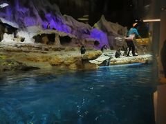 -帝企鹅自助餐厅•儿童岛•真企鹅(长隆企鹅酒店)