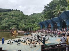 -西双版纳原始森林公园