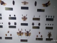 -上海昆虫博物馆