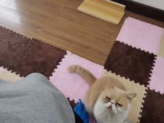 -三花喵·撸猫购宠·宠物生活馆(虹桥南丰城店)