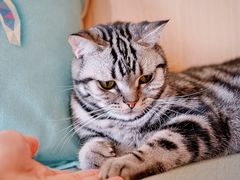 -CAT’S MEWSTAR CAFE·喵星球猫屋(晴湾咖啡店)