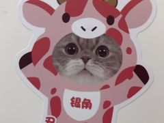 -美联众合爱康动物医院•复杂内科•肿瘤科•牙科•腔镜诊疗中心