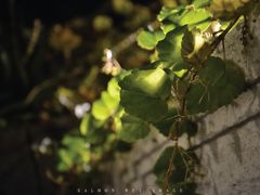 DSC_7099-01-贝轩大公馆