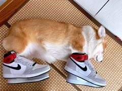 -美美酱宠物(外运路小区店)