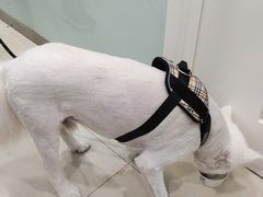 -宠福鑫康馨动物医院·骨科·眼科